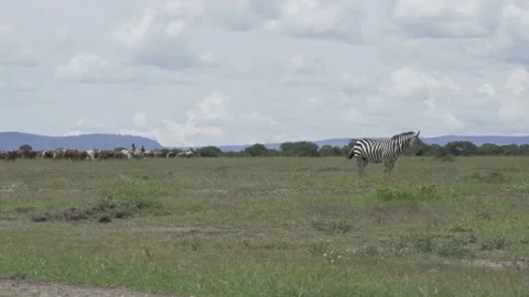 Zebra herd cattle cow ranching grass wildlife plain Ol Pejeta Kenya Africa 動画素材 233029731