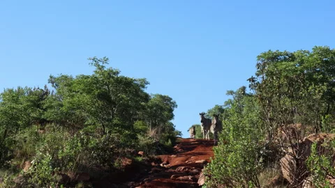 Zebra herd cautiously move over neck of hill along dirt track Stock Footage 345681557
