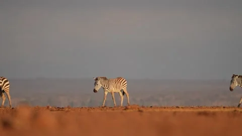 Zebra Herd Crossing Dry Land | Kenya Wildlife Footage Stock Footage 336331197