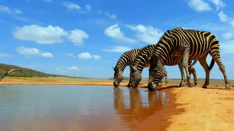 Zebra herd drinking cautiously at waterhole in African wilderness, POV ground Stock Footage 293592308