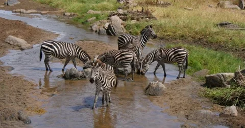 Zebra herd drinking Stock Footage 60612219