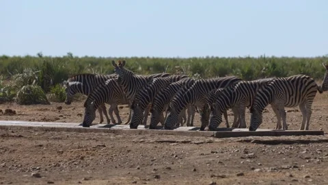 A Zebra herd drinking water. Stock Footage 277409781