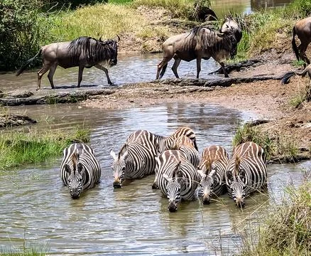 Zebra herd drinking water as wildebeest walk by Stock Photos