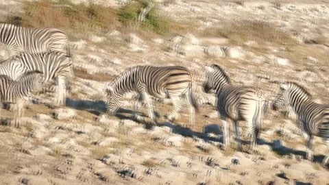 A zebra herd drinking at a waterhole in Namibia, grazing and wandering nearby. Stock Footage 310282947