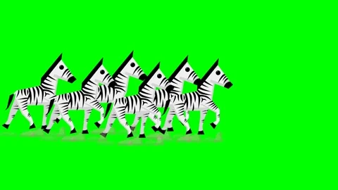 Zebra herd dust plain walk, green screen effect Stock Footage 289213376