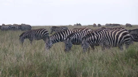 Zebra Herd Eating Grass Stock Footage 246648940