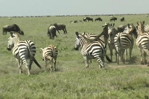 Zebra herd Stock Footage 125570