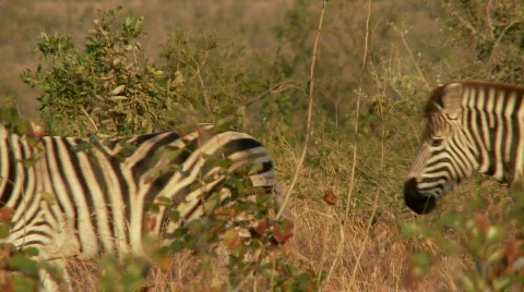 Zebra Herd Stock Footage 510345