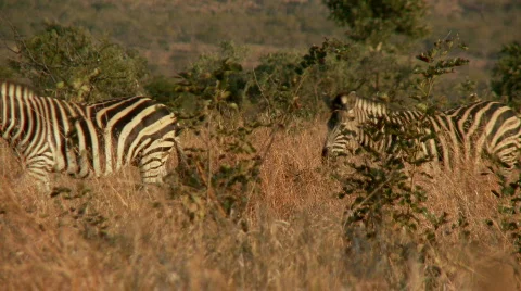 Zebra Herd Видео 510362