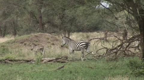 Zebra herd Stock Footage 682235