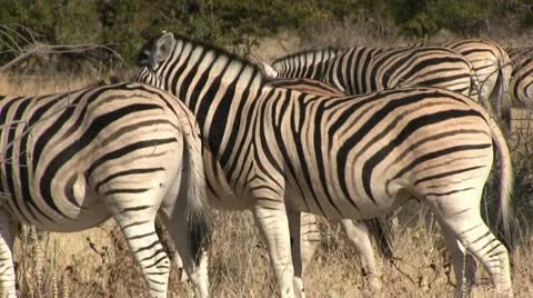 Zebra herd Stock Footage 12127031