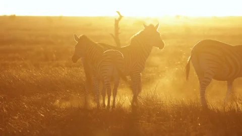 A Zebra herd in golden light Stock Footage 311305418