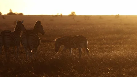 A Zebra herd in golden light. Stock Footage 311306679