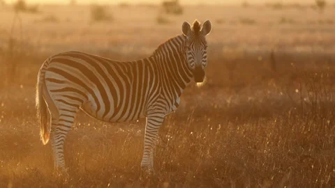 A Zebra herd in golden light Stock Footage 311306917