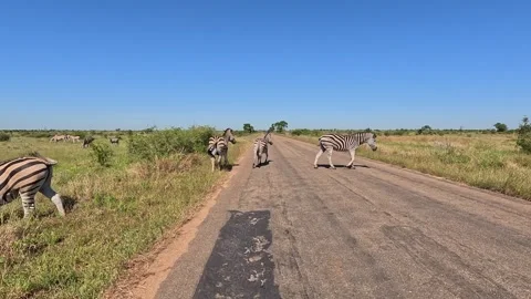 Zebra herd grazes along remote paved road in Kruger NP: Driving POV Stock Footage 341927862