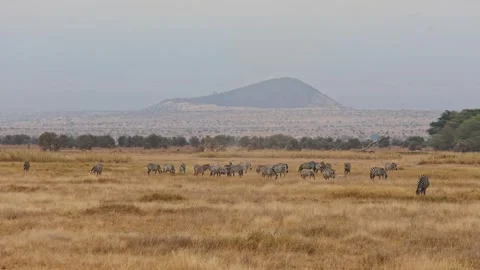 Zebra Herd Grazing on Dry Savanna With Volcanic Hill, Amboseli National Park Stock Footage 337181767