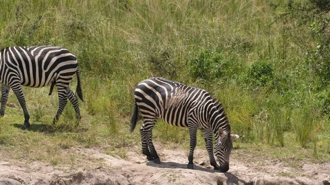 Zebra Herd grazing Stock Footage 125156498