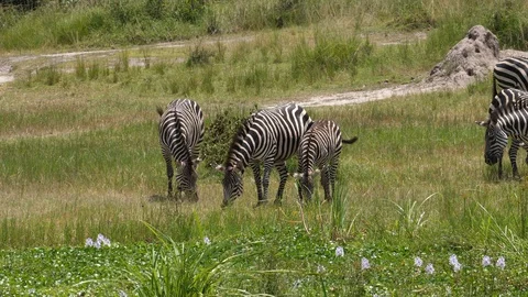 Zebra Herd grazing Stock Footage 125163890