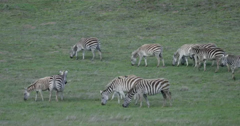 Zebra Herd Grazing on a Hill Video stock 192411137