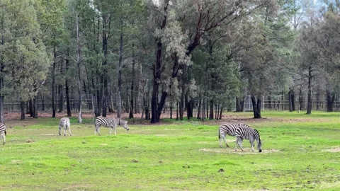 Zebra Herd Grazing in Open Grass Field Near Forest Stock Footage 340379183