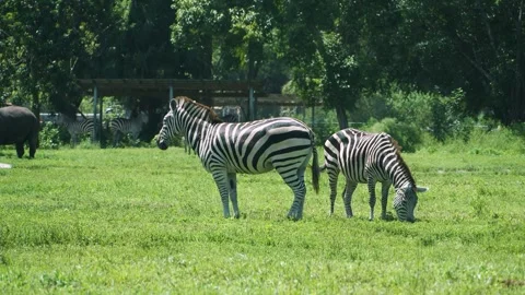 Zebra Herd Grazing Together on Green Pasture at Tropical Safari Park in Palm Stock Footage 345624279