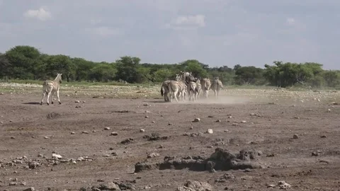 Zebra - Herd grows to ~10; slow drift away together — Part 44 Stock Footage 320846393