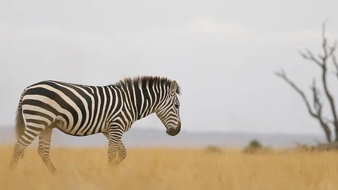 Zebra herd low angle on a Kenya african photo safari Stock Footage 101052603