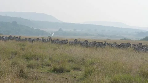 Zebra Herd Moving Across Grassland in Maasai Mara National Reserve Kenya. Stock Footage 320727707