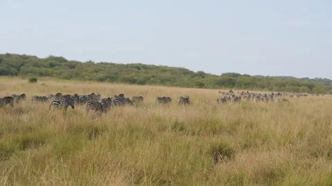 Zebra Herd Moving Across Grassland in Maasai Mara National Reserve Kenya. Stock Footage 320727825