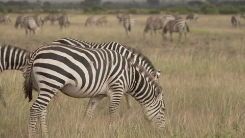 Zebra Herd Moving Across Open Plains Kenya Safari Stock Footage 333216864