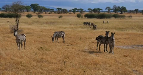 Zebra herd moving Stock Footage 60612721