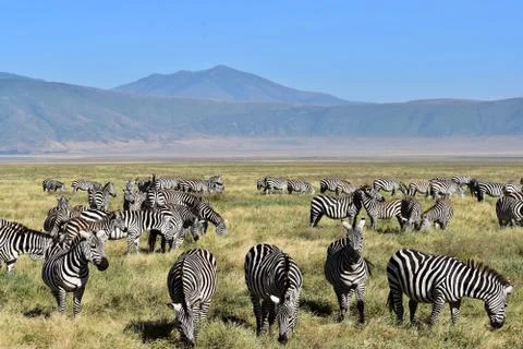 Zebra Herd Ngorongoro Stock Photos