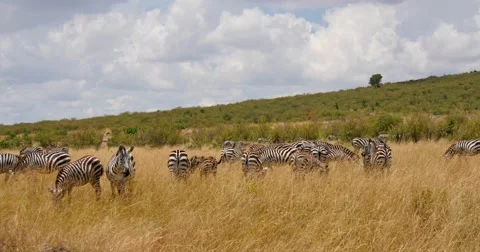 Zebra Herd Pan Stock Footage 60612873