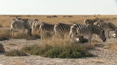 Zebra herd, pan shot (2) Stock Footage 12134390