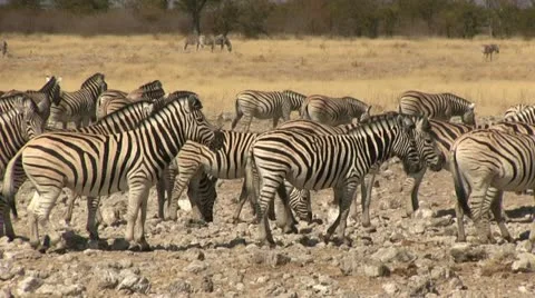 Zebra herd, pan shot 스톡 동영상 12134447