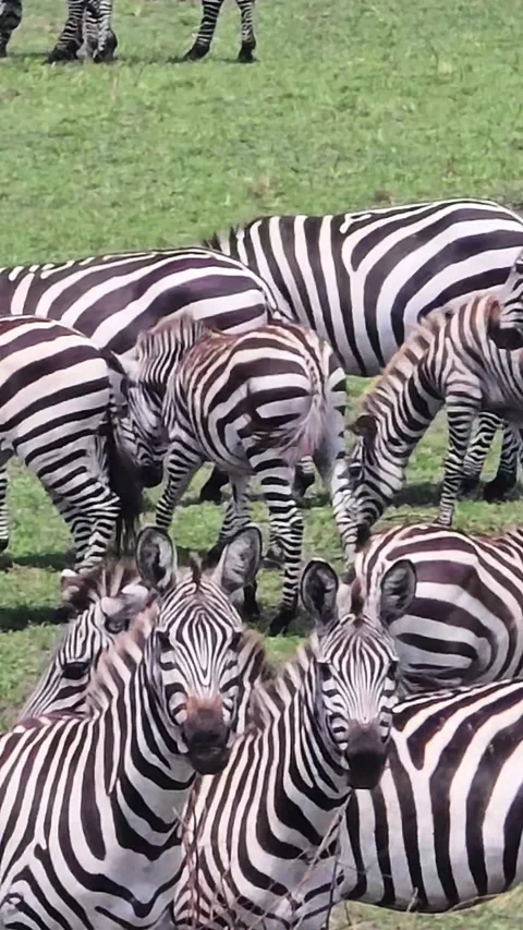Zebra herd peacefully grazing across lush green savannah grasslands in Kenyan Stock Footage 345757699
