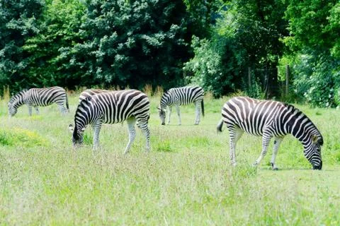 Zebra herd Stock Photos