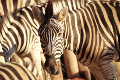 Zebra in the herd Stock Photos
