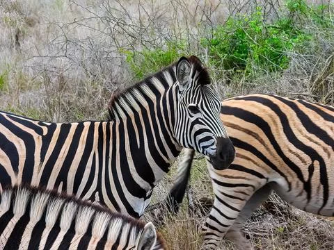 Zebra herd Stock Photos