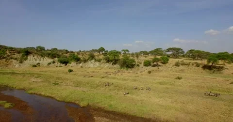 Zebra Herd at river Aerial Stock Footage 60611845