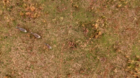 Zebra Herd Running Across Grassy Plains from an Aerial Top-Down Perspective Stock Footage 297370336