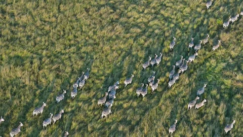 Zebra Herd Running Across Maasai Mara Grasslands Seen From Hot Air Balloon. Vídeos de archivo 320730970