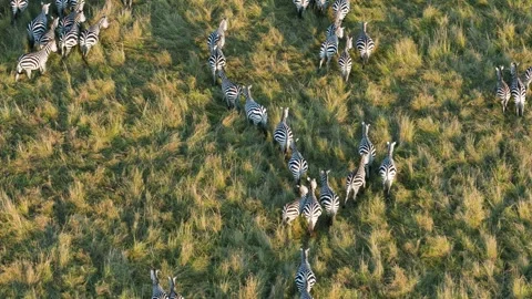 Zebra Herd Running Across Maasai Mara Grasslands Seen From Hot Air Balloon. Vídeos de archivo 320731096