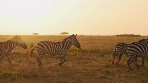 Zebra Herd Running at Sunset, African Animals on Africa Wildlife Safari in Stock Footage 246059853