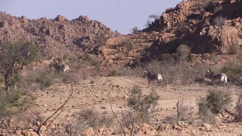Zebra herd running through rocky desert in Namibia. Stock Footage 129312741