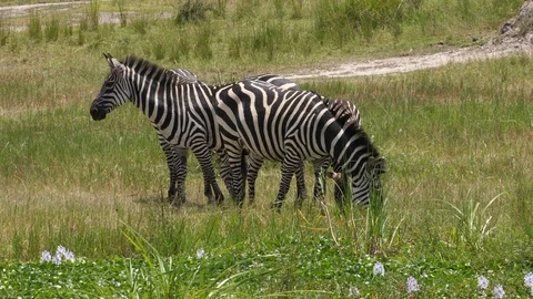 Zebra Herd, Savannah, Rwanda Stock Footage 125164894