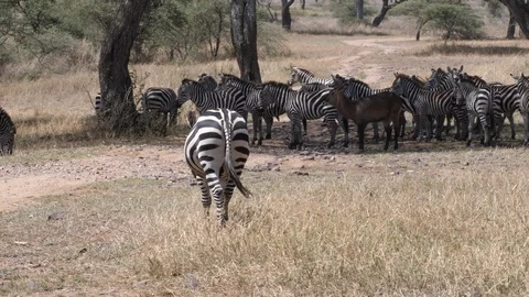 Zebra Herd, Serengeti Video stock 125528242