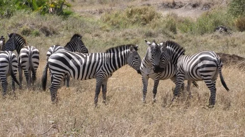 Zebra Herd, Serengeti Stock Footage 125543437