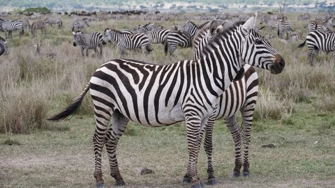 Zebra Herd, Serengeti Stock Footage 125568323