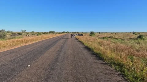 Zebra herd on small paved road in Kruger NP: Driving point of view Stock Footage 341929442